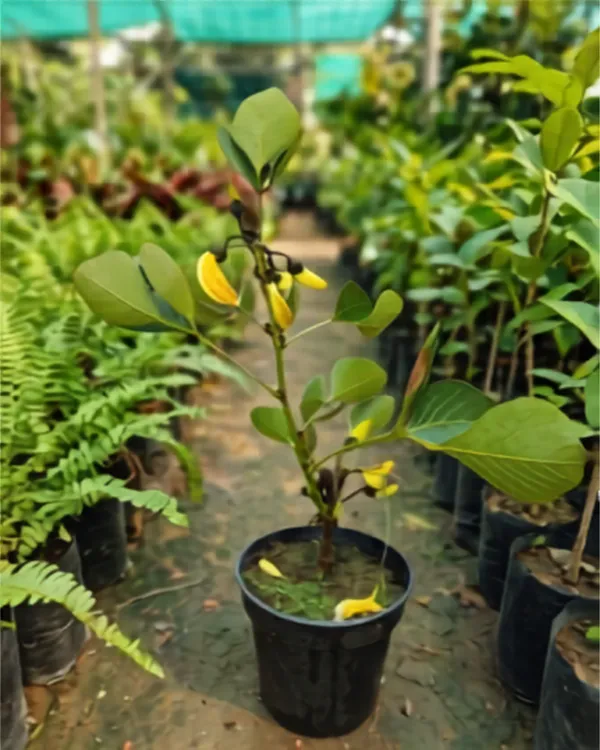 Yellow_Palash_Plant_|_Grafted_Butea_Monosperma_Yellow_|_Rare_Flowering_Plant_|_Healthy_Live_Plant_Guaranteed