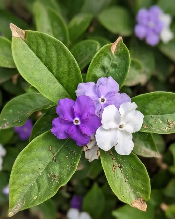 Brunfelsia_Plant_|_Grafted_Yesterday_Today_Tomorrow_Plant_|_Color_Changing_Flower_Plant_|_Healthy_Live_Plant_Guaranteed