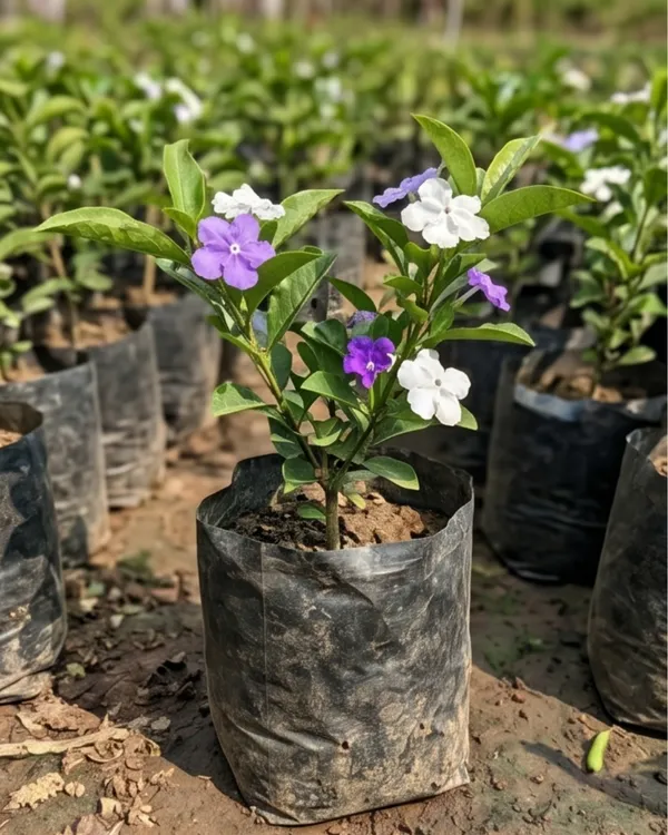 Brunfelsia_Plant_|_Grafted_Yesterday_Today_Tomorrow_Plant_|_Color_Changing_Flower_Plant_|_Healthy_Live_Plant_Guaranteed