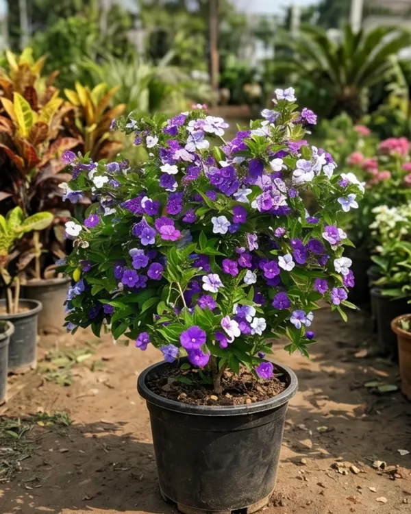 Brunfelsia_Plant_|_Grafted_Yesterday_Today_Tomorrow_Plant_|_Color_Changing_Flower_Plant_|_Healthy_Live_Plant_Guaranteed