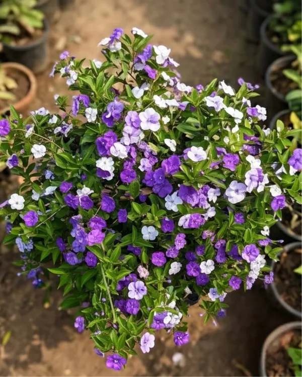 Brunfelsia_Plant_|_Grafted_Yesterday_Today_Tomorrow_Plant_|_Color_Changing_Flower_Plant_|_Healthy_Live_Plant_Guaranteed