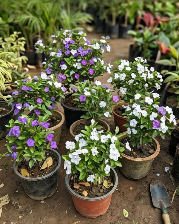 Brunfelsia_Plant_|_Grafted_Yesterday_Today_Tomorrow_Plant_|_Color_Changing_Flower_Plant_|_Healthy_Live_Plant_Guaranteed