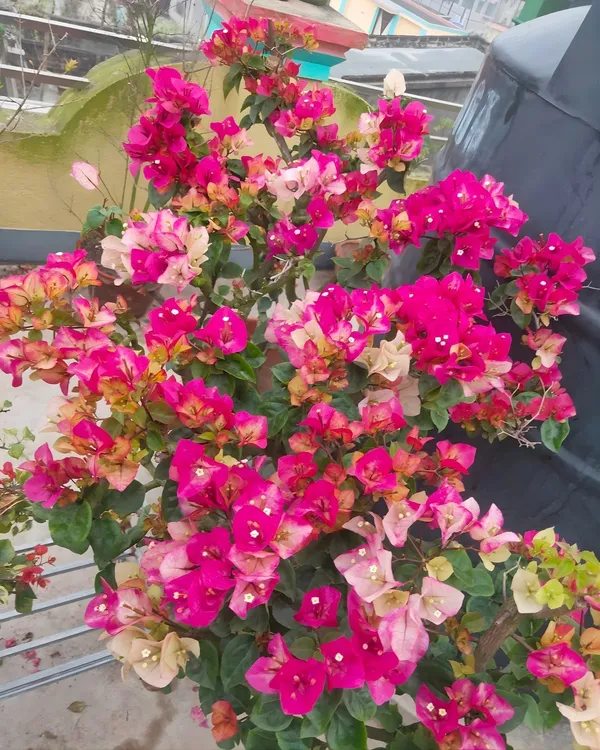 Chitra_India_Bougainvillea_Plant_|_Grafted_Bright_Ornamental_Variety_|_Vibrant_Blooms_|_Perfect_for_Outdoor_&_Terrace_Gardens_|_Healthy_Live_Plant_Guaranteed.