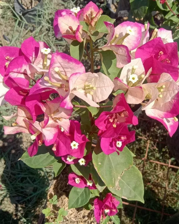 Chitra_India_Bougainvillea_Plant_|_Grafted_Bright_Ornamental_Variety_|_Vibrant_Blooms_|_Perfect_for_Outdoor_&_Terrace_Gardens_|_Healthy_Live_Plant_Guaranteed.