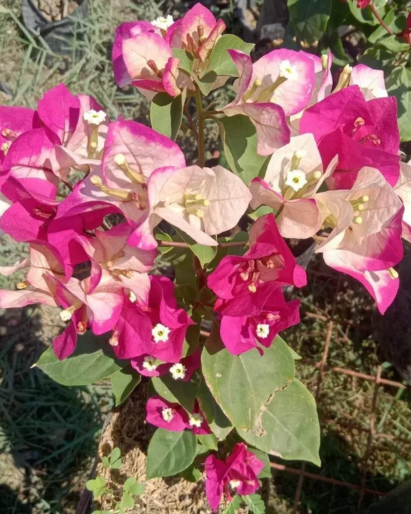 Chitra_India_Bougainvillea_Plant_|_Grafted_Bright_Ornamental_Variety_|_Vibrant_Blooms_|_Perfect_for_Outdoor_&_Terrace_Gardens_|_Healthy_Live_Plant_Guaranteed.