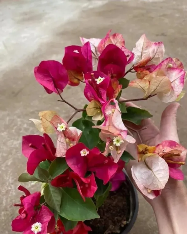 Chitra_India_Bougainvillea_Plant_|_Grafted_Bright_Ornamental_Variety_|_Vibrant_Blooms_|_Perfect_for_Outdoor_&_Terrace_Gardens_|_Healthy_Live_Plant_Guaranteed.