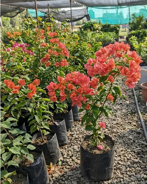 Zakirana_Bougainvillea_Plant_|_Grafted_Rare_Exotic_Bloom_Variety_|_Deep_Pink_Flowers_|_Heavy_Flowering_|_Healthy_Live_Plant_Guaranteed