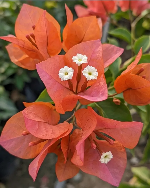 Zakirana_Bougainvillea_Plant_|_Grafted_Rare_Exotic_Bloom_Variety_|_Deep_Pink_Flowers_|_Heavy_Flowering_|_Healthy_Live_Plant_Guaranteed