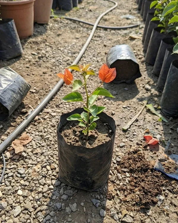 Zakirana_Bougainvillea_Plant_|_Grafted_Rare_Exotic_Bloom_Variety_|_Deep_Pink_Flowers_|_Heavy_Flowering_|_Healthy_Live_Plant_Guaranteed
