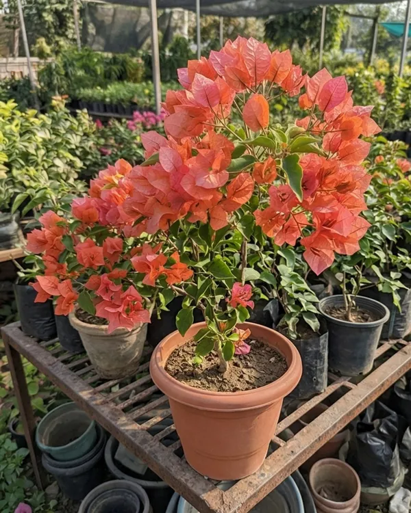 Zakirana_Bougainvillea_Plant_|_Grafted_Rare_Exotic_Bloom_Variety_|_Deep_Pink_Flowers_|_Heavy_Flowering_|_Healthy_Live_Plant_Guaranteed