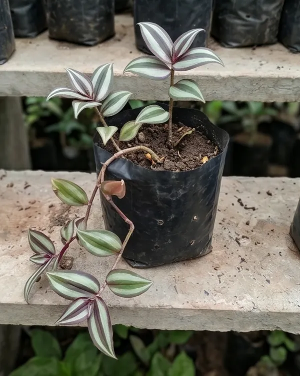 Zebrina_Hanging_Plant_|_Grafted_Wandering_Jew_Plant_|_Fast_Growing_Indoor_Plant_|_Healthy_Live_Plant_Guaranteed