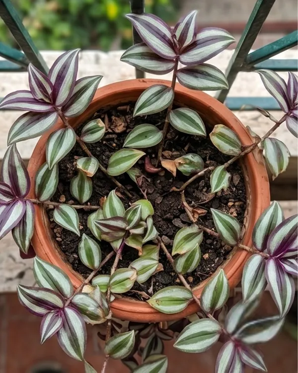 Zebrina_Hanging_Plant_|_Grafted_Wandering_Jew_Plant_|_Fast_Growing_Indoor_Plant_|_Healthy_Live_Plant_Guaranteed