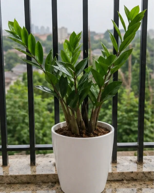 ZZ_Plant_|_Grafted_Zamioculcas_Zamiifolia_|_Air_Purifying_Low_Light_Plant_|_Healthy_Live_Plant_Guaranteed
