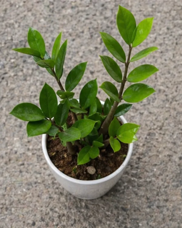 ZZ_Plant_|_Grafted_Zamioculcas_Zamiifolia_|_Air_Purifying_Low_Light_Plant_|_Healthy_Live_Plant_Guaranteed