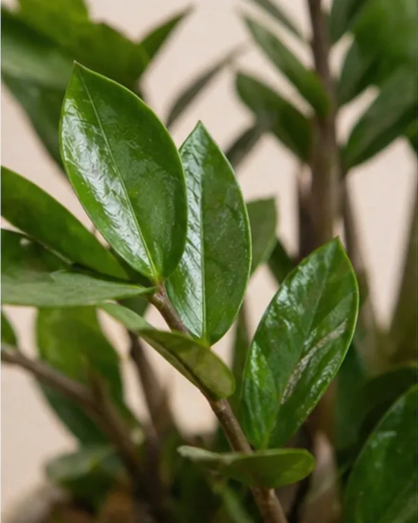 ZZ_Plant_|_Grafted_Zamioculcas_Zamiifolia_|_Air_Purifying_Low_Light_Plant_|_Healthy_Live_Plant_Guaranteed