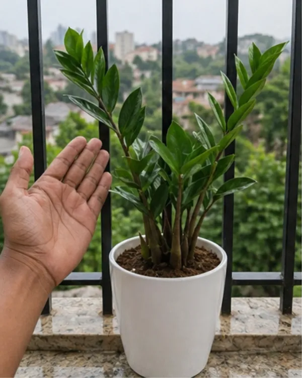 ZZ_Plant_|_Grafted_Zamioculcas_Zamiifolia_|_Air_Purifying_Low_Light_Plant_|_Healthy_Live_Plant_Guaranteed