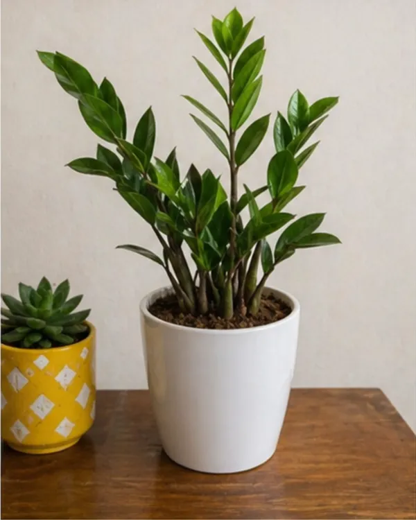 ZZ_Plant_|_Grafted_Zamioculcas_Zamiifolia_|_Air_Purifying_Low_Light_Plant_|_Healthy_Live_Plant_Guaranteed