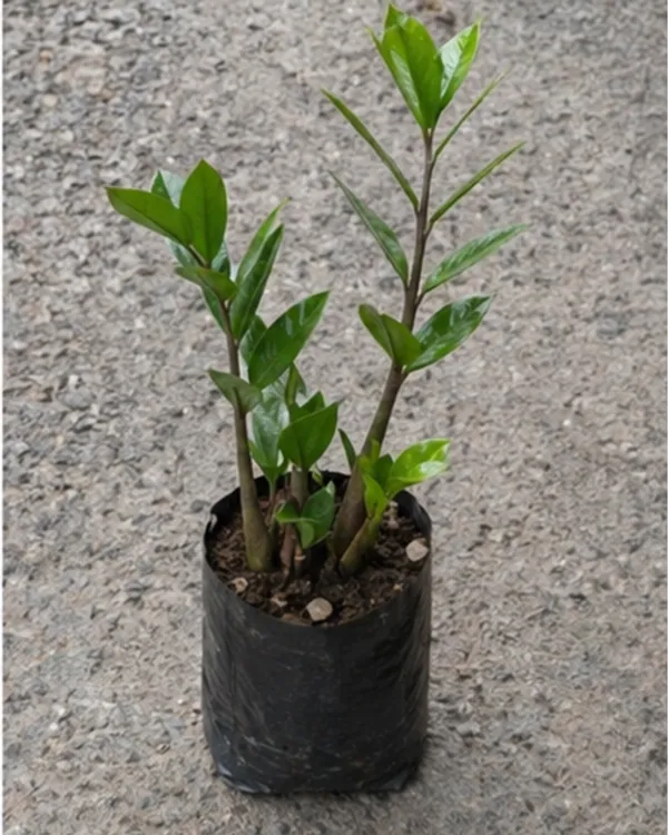 ZZ_Plant_|_Grafted_Zamioculcas_Zamiifolia_|_Air_Purifying_Low_Light_Plant_|_Healthy_Live_Plant_Guaranteed