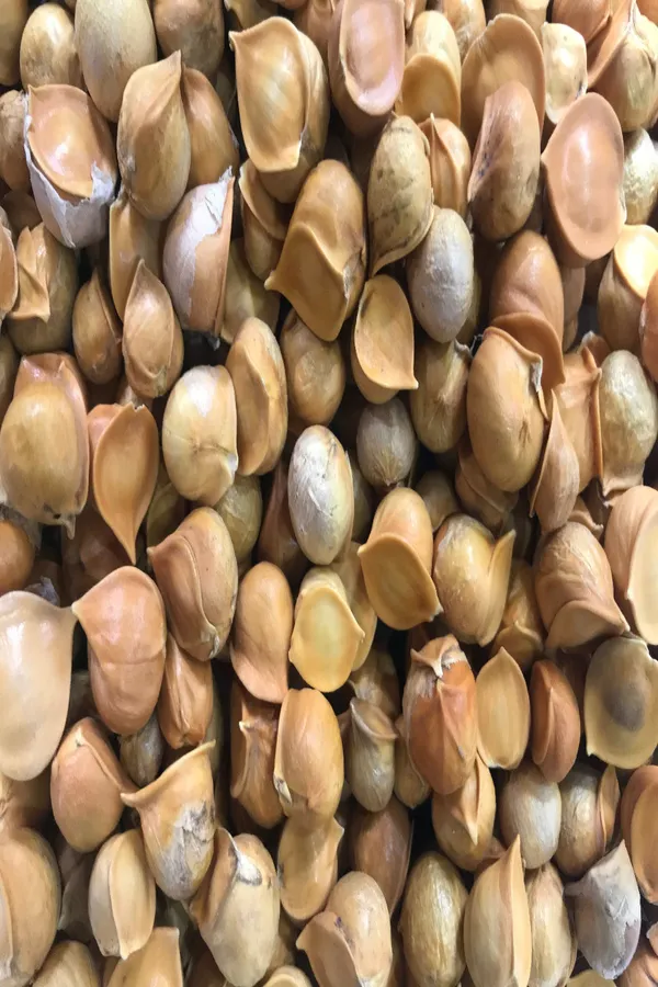 Wild_Garlic_(Himalayan_Garlic)_Gul_Kash