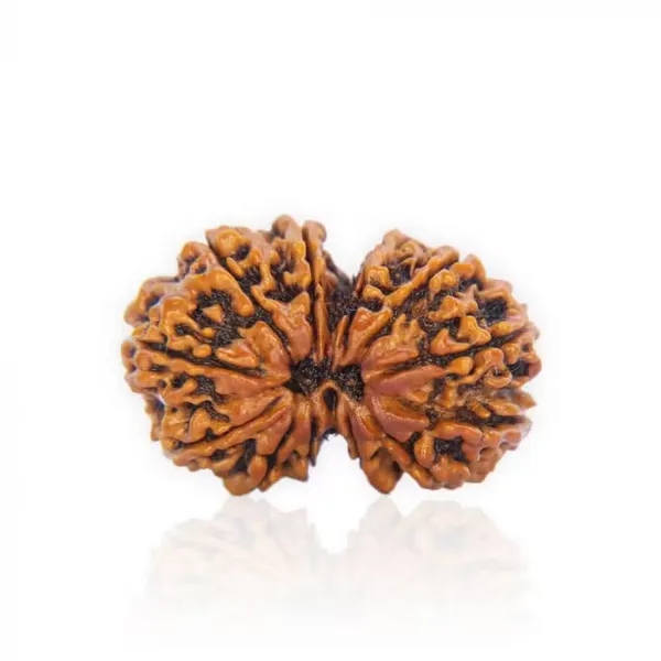 Gauri_Shankar_Rudraksha_Nepal