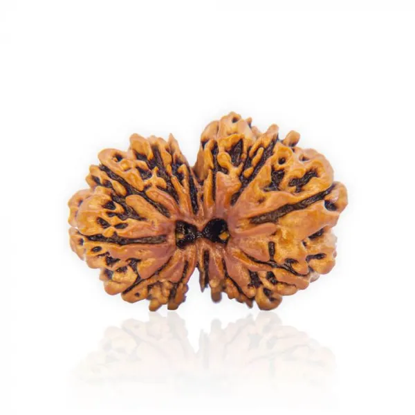 Gauri_Shankar_Rudraksha_Nepal