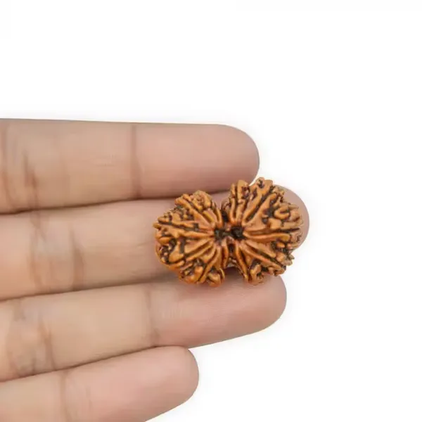 Gauri_Shankar_Rudraksha_Nepal