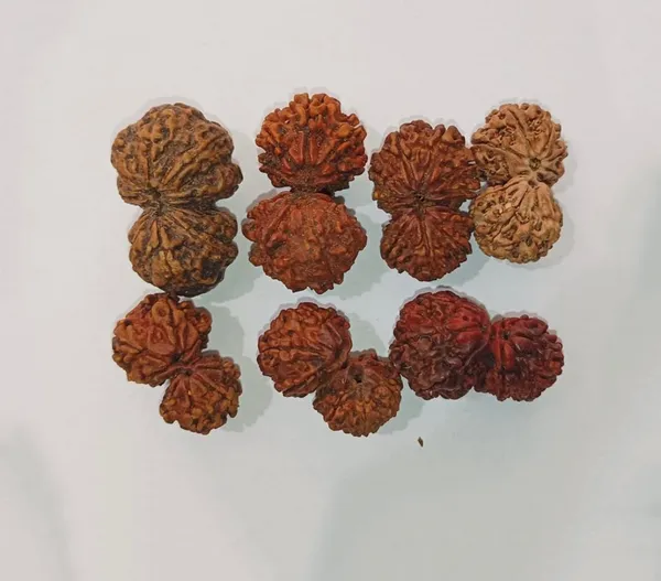 Gauri_Shankar_Rudraksha_Nepal