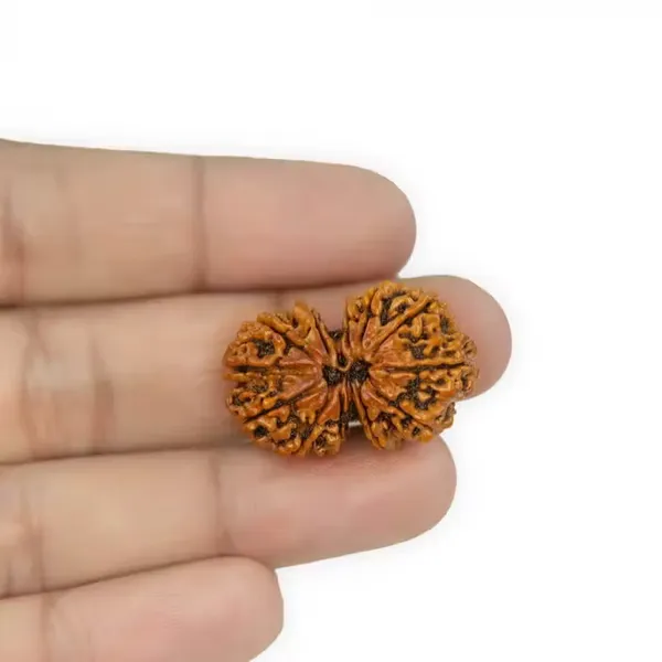 Gauri_Shankar_Rudraksha_Nepal