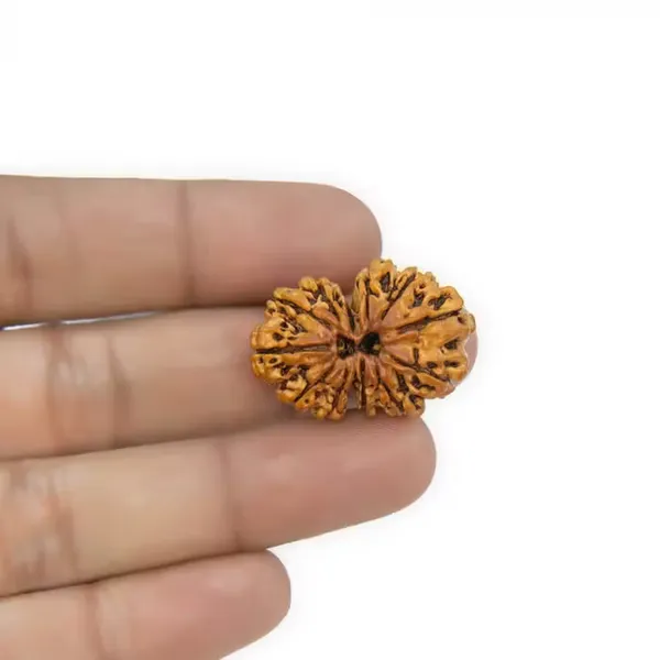 Gauri_Shankar_Rudraksha_Nepal