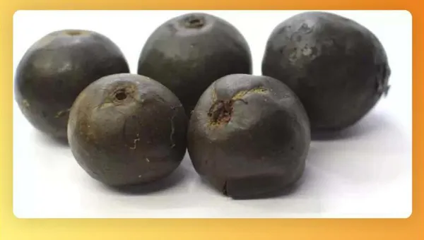 Rudraksha_Fruit_Packet