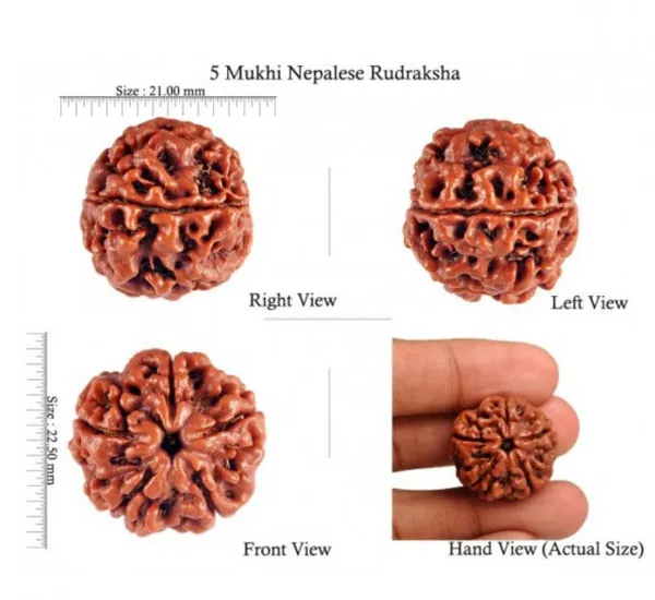 5_Mukhi_Nepal_Rudraksha
