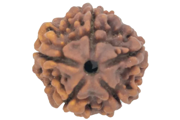 5_Mukhi_Nepal_Rudraksha