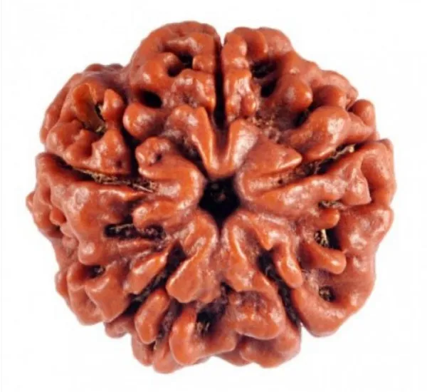 5_Mukhi_Nepal_Rudraksha