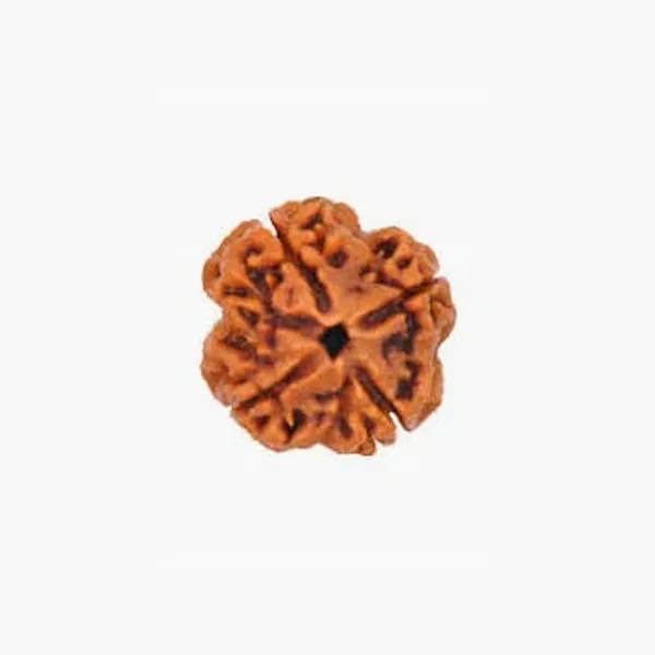 4_Mukhi_Nepal_Rudraksha