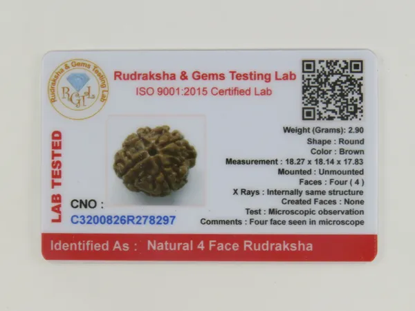 4_Mukhi_Nepal_Rudraksha