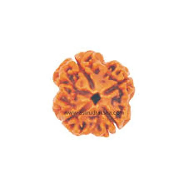 4_Mukhi_Nepal_Rudraksha