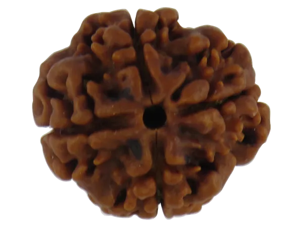 4_Mukhi_Nepal_Rudraksha