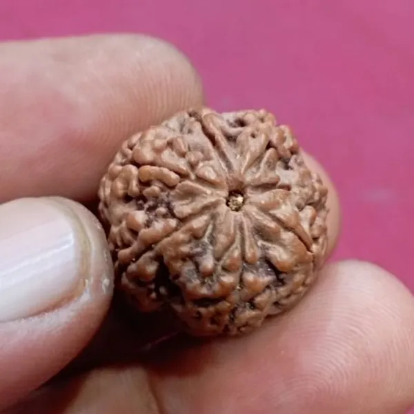 7_Mukhi_Indonesia_Java_Rudraksha