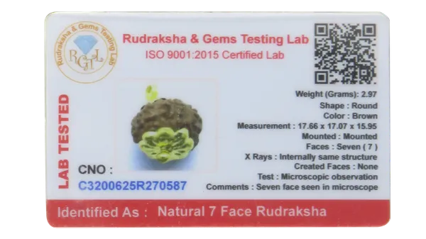 7_Mukhi_Indonesia_Java_Rudraksha