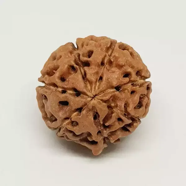 7_Mukhi_Indonesia_Java_Rudraksha