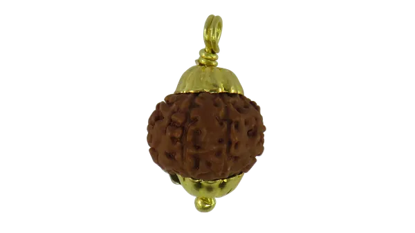 7_Mukhi_Indonesia_Java_Rudraksha