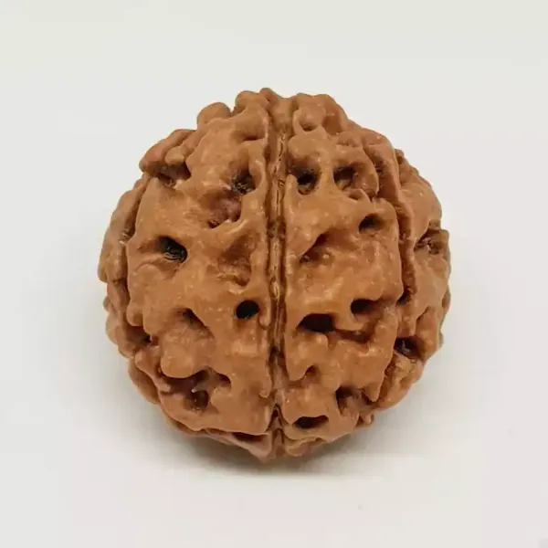 7_Mukhi_Indonesia_Java_Rudraksha