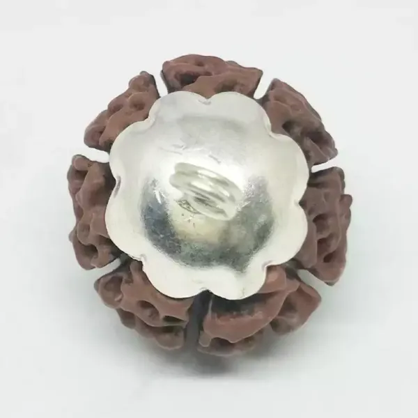 7_Mukhi_Indonesia_Java_Rudraksha