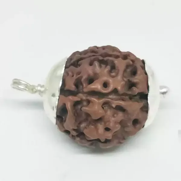 7_Mukhi_Indonesia_Java_Rudraksha