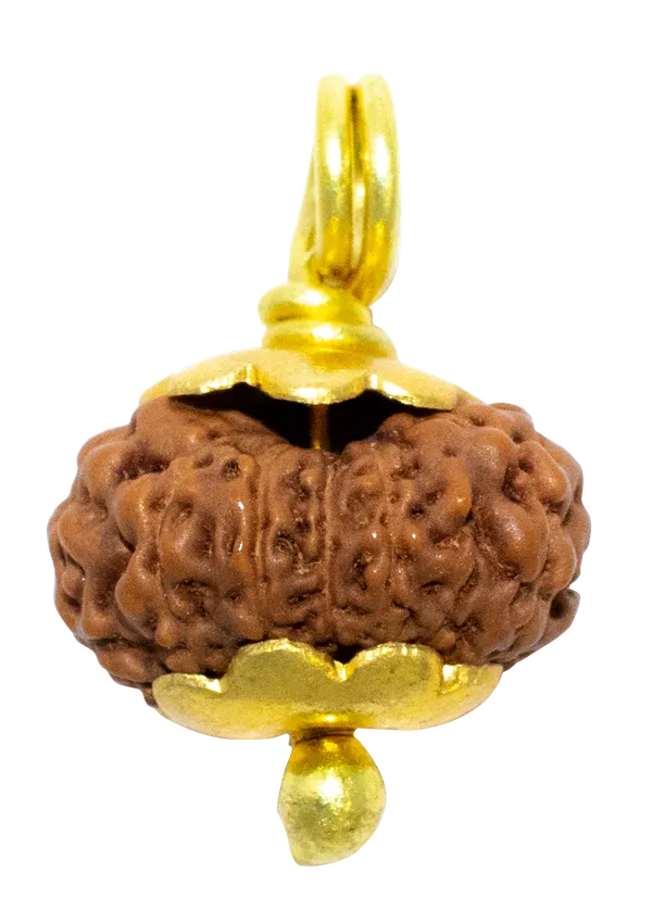 12_Mukhi_Java_Indonesia_Rudraksha