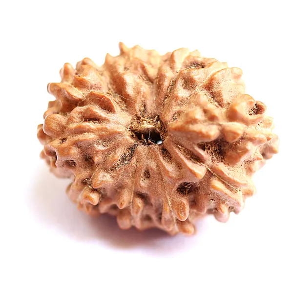 12_Mukhi_Java_Indonesia_Rudraksha