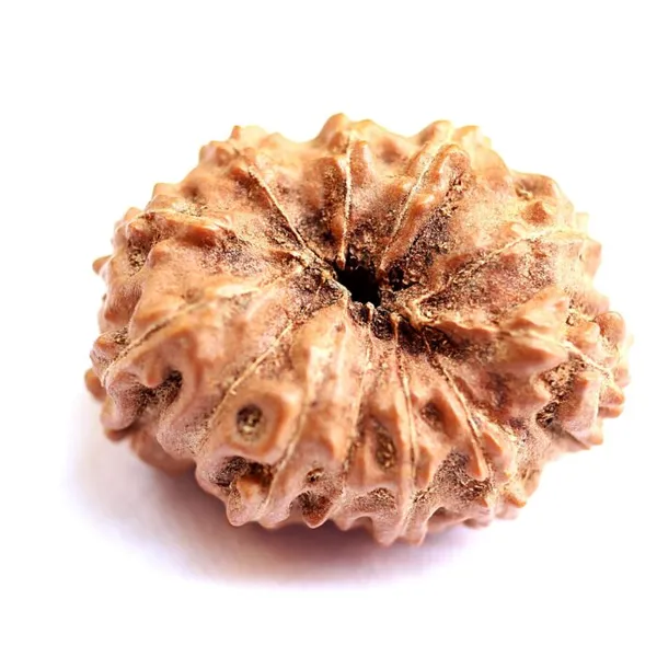 12_Mukhi_Java_Indonesia_Rudraksha