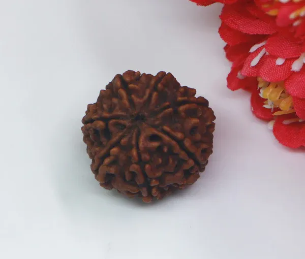 7_Mukhi_Nepal_Rudraksha_Premium_Beads