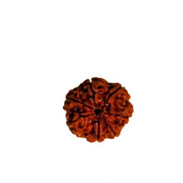 7_Mukhi_Nepal_Rudraksha_Premium_Beads