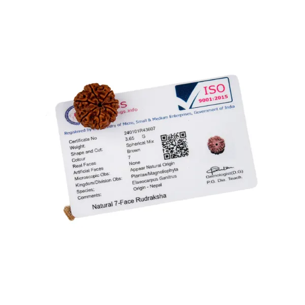 7_Mukhi_Nepal_Rudraksha_Premium_Beads